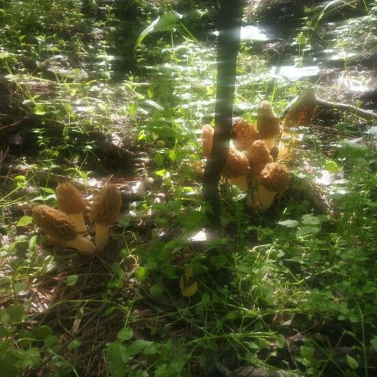 another species: Mushroom in nature in the NatureSpots App