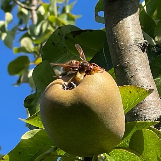 European hornet: Animal in habitat Garden in the NatureSpots App