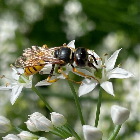 Bienenwolf: Tier im Habitat Stadt und Garten in der NatureSpots App