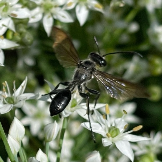 Stahlblauer Grillenjäger: Tier im Habitat Garten in der NatureSpots App