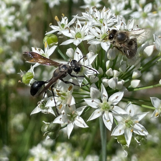 Stahlblauer Grillenjäger: Tier im Habitat Garten in der NatureSpots App