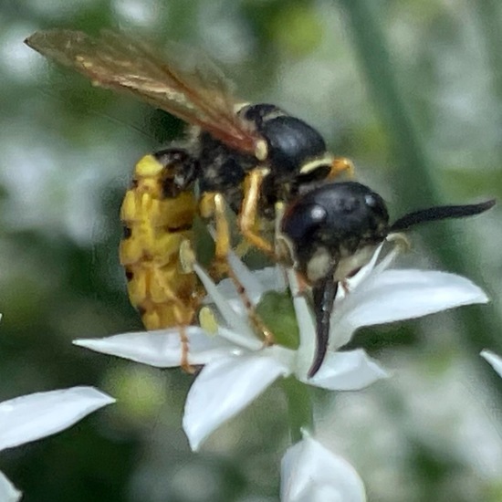 Bienenwolf: Tier im Habitat Stadt und Garten in der NatureSpots App