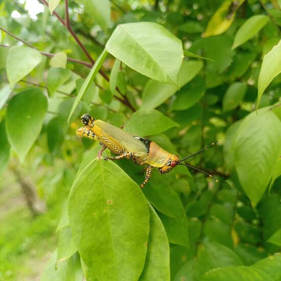 Zonocerus variegatus: Tier im Habitat Süßwasser in der NatureSpots App