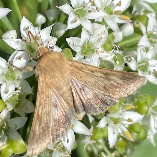 Baumwoll-Kapseleule: Tier im Habitat Garten in der NatureSpots App