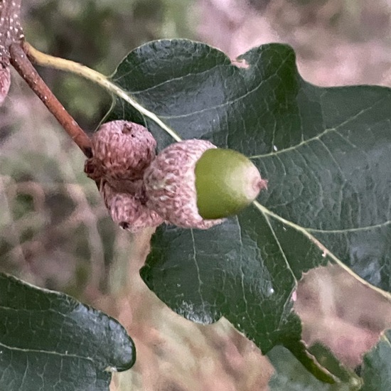 Flaumeiche: Pflanze im Habitat Grasland und Büsche in der NatureSpots App