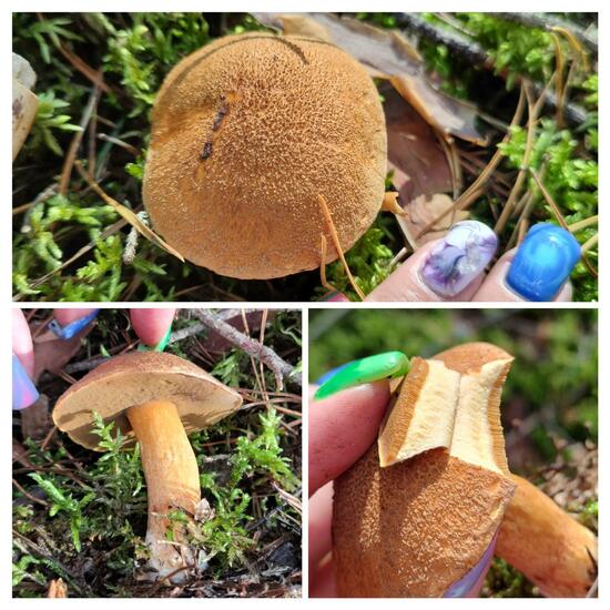 Boletus variegatus: Mushroom in habitat Temperate forest in the NatureSpots App