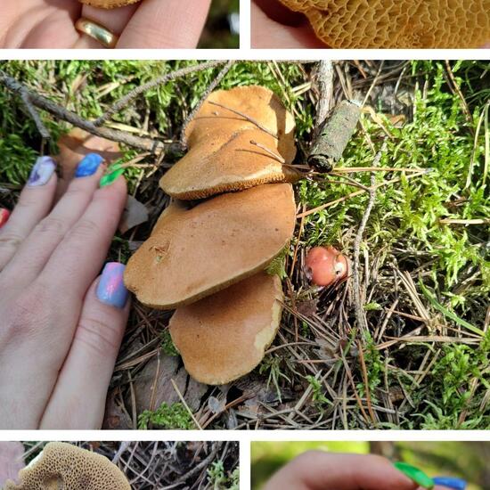 Suillus bovinus: Mushroom in habitat Temperate forest in the NatureSpots App