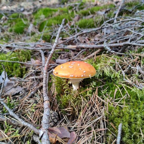 Amanita muscaria: Mushroom in habitat Temperate forest in the NatureSpots App