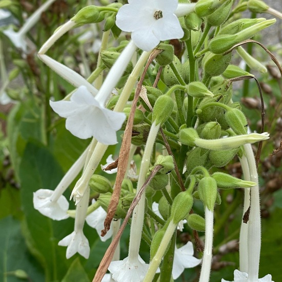 Nicotiana tabacum: Plant in habitat Garden agriculture in the NatureSpots App