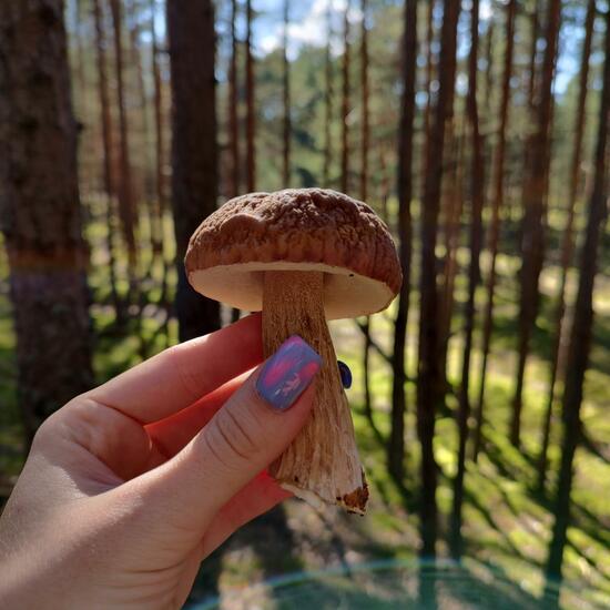 Boletus pinicola: Pilz im Habitat Wald der gemäßigten Breiten in der NatureSpots App