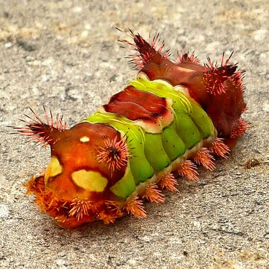 Saddleback caterpillar: Animal in nature in the NatureSpots App