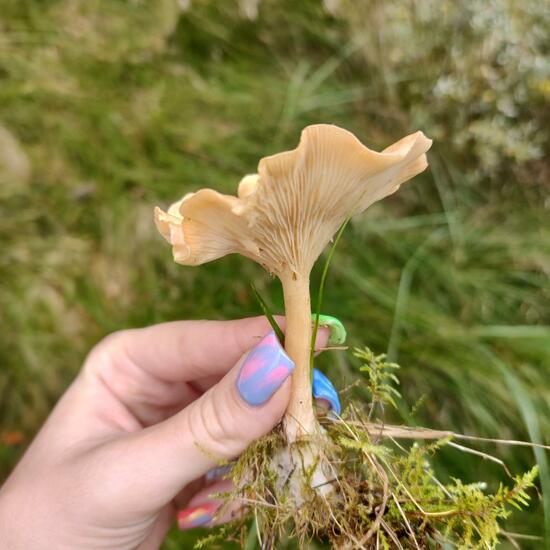 another species: Mushroom in nature in the NatureSpots App