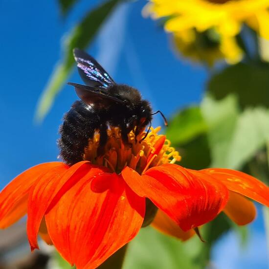 Carpenter bee: Animal in nature in the NatureSpots App