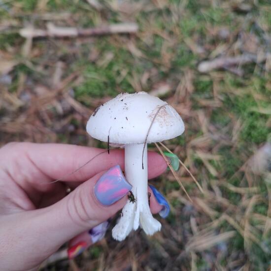 another species: Mushroom in nature in the NatureSpots App