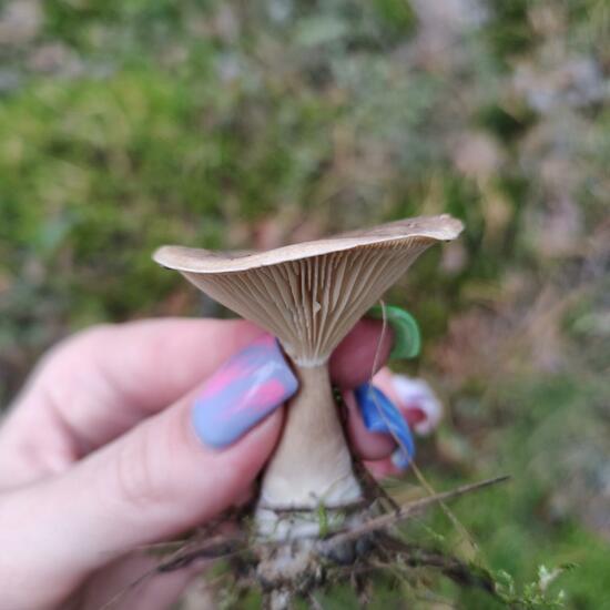 another species: Mushroom in nature in the NatureSpots App