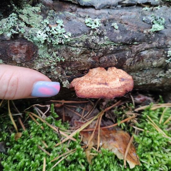 another species: Mushroom in nature in the NatureSpots App