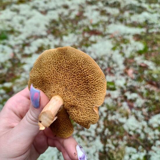 Suillus bovinus: Mushroom in nature in the NatureSpots App