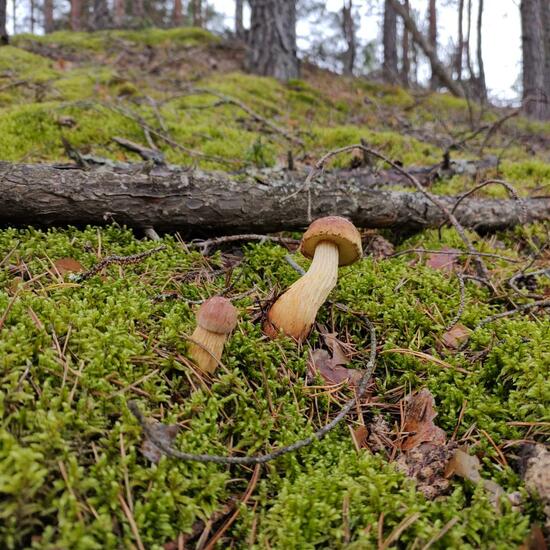 Großsporiger Kiefernröhrling: Pilz in der Natur in der NatureSpots App