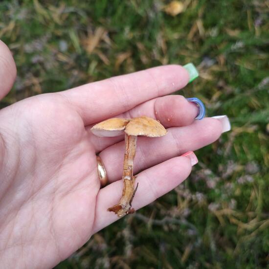 another species: Mushroom in nature in the NatureSpots App