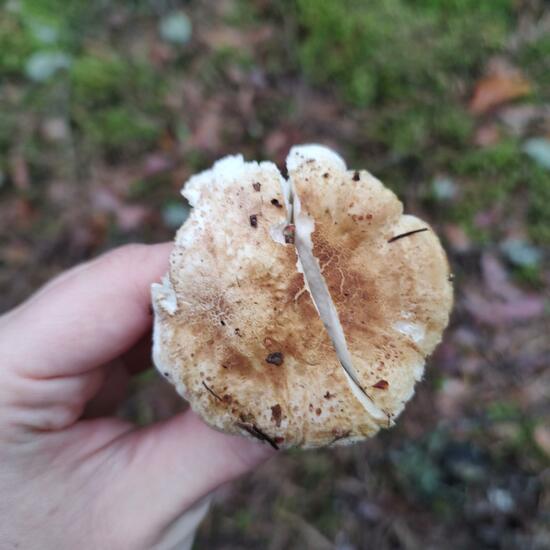 another species: Mushroom in nature in the NatureSpots App