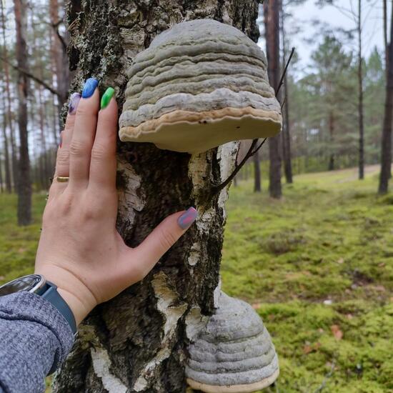 another species: Mushroom in nature in the NatureSpots App