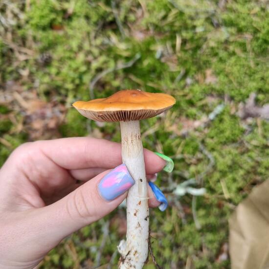 another species: Mushroom in nature in the NatureSpots App