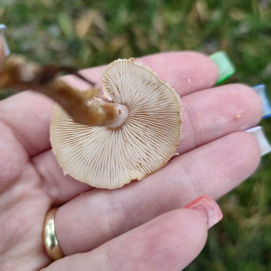 andere Art: Pilz im Habitat Wald der gemäßigten Breiten in der NatureSpots App