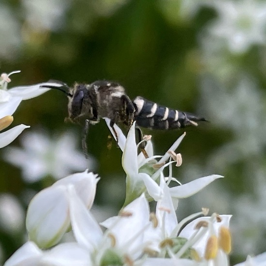 Kegelbienen: Tier im Habitat Garten in der NatureSpots App