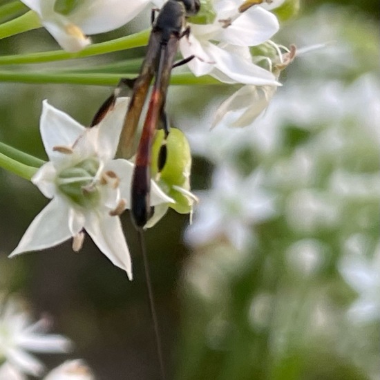 Gasteruptiidae: Tier im Habitat Garten in der NatureSpots App