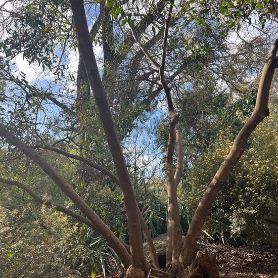 Eucalyptus calcicola: Plant in nature in the NatureSpots App