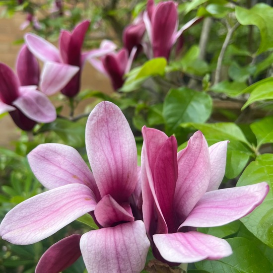 Magnolia liliiflora: Plant in nature in the NatureSpots App