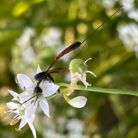 Gasteruptiidae: Tier im Habitat Garten in der NatureSpots App