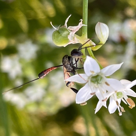 Gasteruptiidae: Tier im Habitat Garten in der NatureSpots App