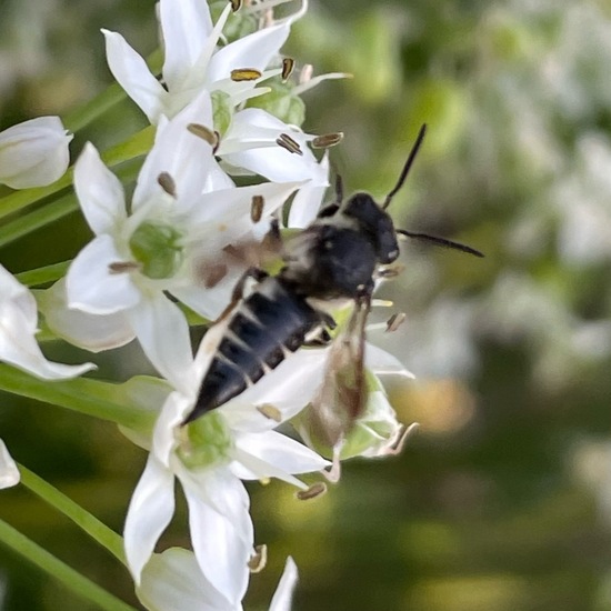 Kegelbienen: Tier im Habitat Garten in der NatureSpots App