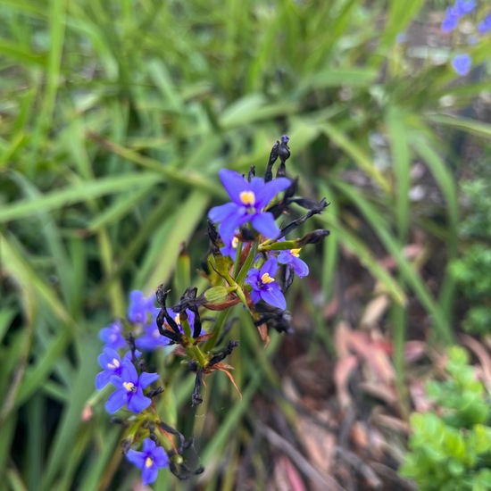 Aristea ecklonii: Plant in nature in the NatureSpots App