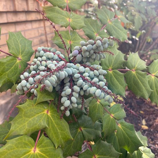 Oregon grape: Plant in nature in the NatureSpots App