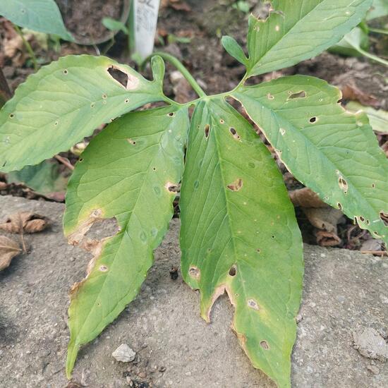 Arisaema dracontium: Pflanze im Habitat Garten in der NatureSpots App