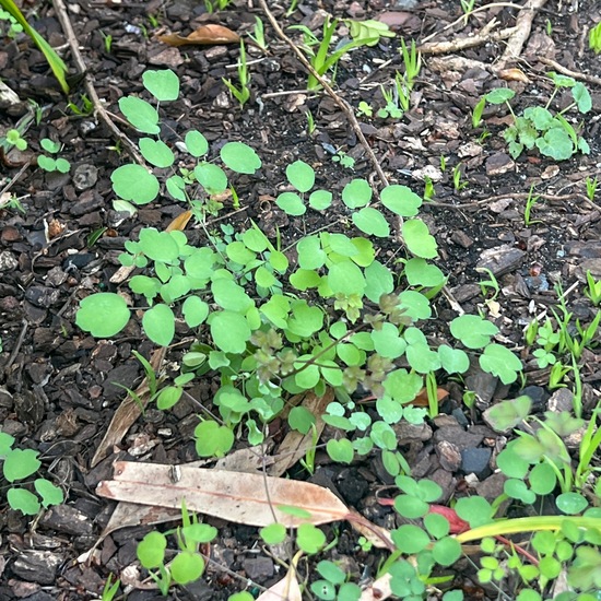 Thalictrum dioicum: Pflanze in der Natur in der NatureSpots App