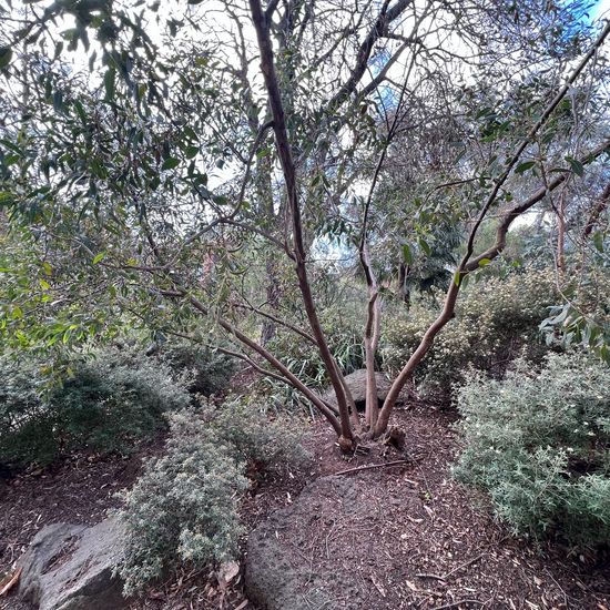 Eucalyptus calcicola: Pflanze im Habitat Garten in der NatureSpots App