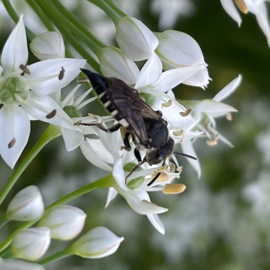 Kegelbienen: Tier im Habitat Garten in der NatureSpots App