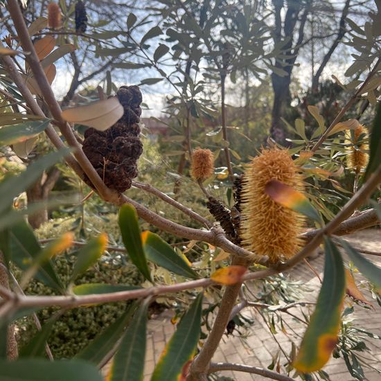 Banksia marginata: Pflanze in der Natur in der NatureSpots App