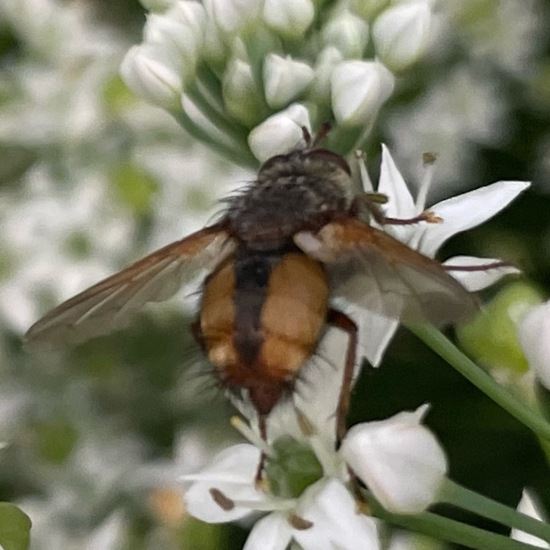 Raupenfliegen: Tier im Habitat Garten in der NatureSpots App