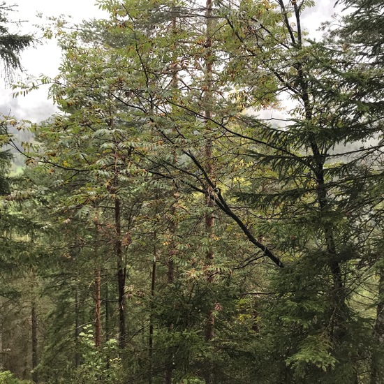 Landschaft: Wald im Habitat Wald der gemäßigten Breiten in der NatureSpots App