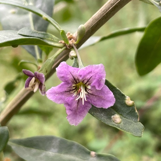 Gemeiner Bocksdorn: Pflanze im Habitat Habitat manuell eingeben in der NatureSpots App