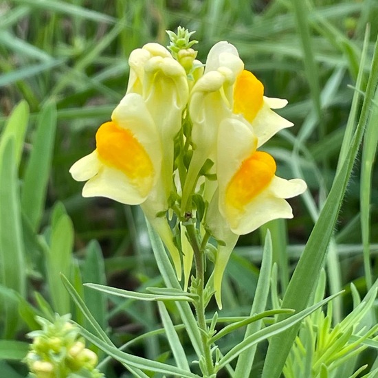 Echtes Leinkraut: Pflanze im Habitat Landwirtschaftliche Wiese in der NatureSpots App