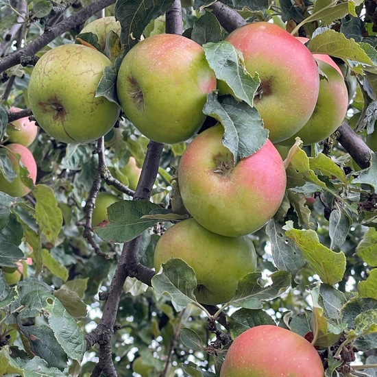 Malus domestica: Pflanze im Habitat Anderes Agrarhabitat in der NatureSpots App