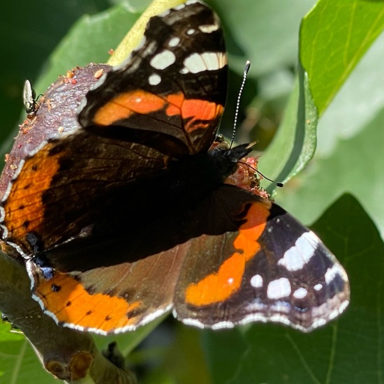 Admiral: Tier im Habitat Garten in der NatureSpots App