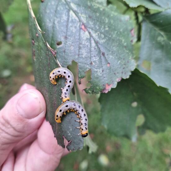 Echte Blattwespen: Tier im Habitat Halb-natürliches Grasland in der NatureSpots App