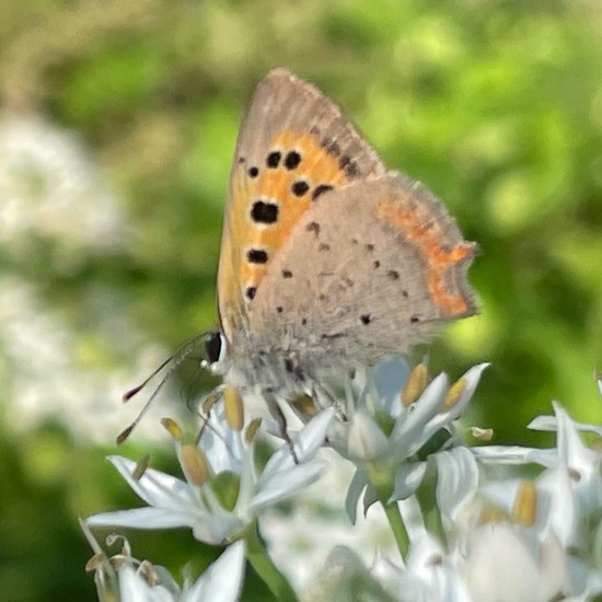 Lycaena phlaeas phlaeas: Animal in habitat Garden in the NatureSpots App