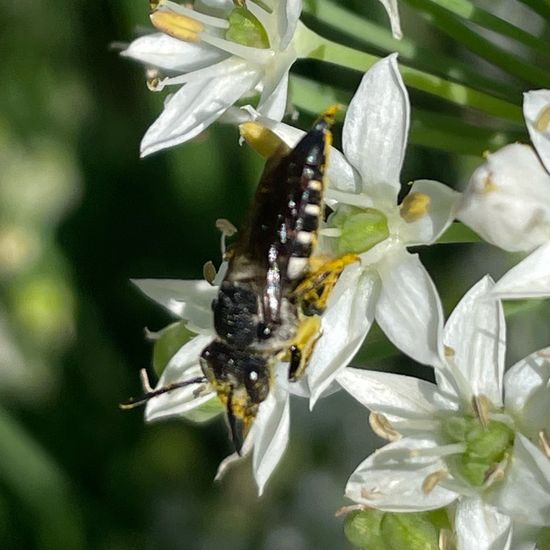 Coelioxys: Animal in habitat Garden in the NatureSpots App